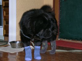 Мой хозяин идиот