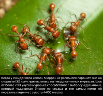 У дамы явно день не удался, при том дважды, но тем не менее это типа спасло ей жизнь...  Хотя я сомневаюсь, что можно выжить как после первого, так и после второго... ))))