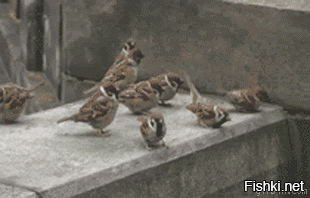 Их любопытство не знает границ 