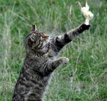 за это котик отгребет по полной. 
когда кот не может отличить домашнюю птицу от дикой - ему очень плохо живется и помирают они обычно не от старости