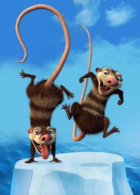 35 забавных поссумов и опоссумов