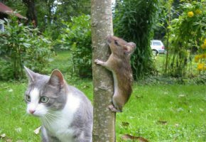 Кошки на охоте