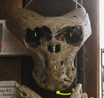 На фотографиях из статьи изображены всего лишь два плохой сохранности черепа кавказских горных козлов (туров).
Альтернативами при самом широком поиске тут могут являться серна и безоаровый козел, но форма их рогов и лобной кости всё же отлична от наблюдаемой на снимке. Видов козлов туров два: западнокавказский Capra caucasica и восточнокавказский Capra cylindricornis (второй частью исследователей считается подвидом первого). Можно поторговаться насчет баранов, но вообще определение по фотографиям фрагментов костей - дело неблагодарное. Учитывая географическое положение Адыгеи, можно ожидать что черепа относятся к западнокавказскому виду (подвиду), но сейчас это особого значения не имеет. 

Рис. 2. Что получилось.
Рис. 2. Что получилось.
У читателя могут возникнуть резонные вопросы: а где зубы и вообще рот? что за странная носопырка? а почему такие глазищи? а почему затылочное отверстие смотрит вниз, как у прямоходящего существа? а не баран ли я сам и не скрываю ли Истину от народа?

Дорогие читатели, не волнуйтесь: все вызывающие вопросы анатомические детали присутствовали у целых черепов, а здесь только задние половины. Рот с зубами, нос и даже глазницы были в пределах рассыпавшейся более хрупкой передней части каждого черепа. То что можно принять за глаза, странный нос и рот является срезами, точнее сломами, внутренних структур черепа. Слом прошел приблизительно по красной линии на рис. 1. На рис. 2 покажу что есть что на получившейся поверхности. 

1 и 1` ("глаза") - это вскрытые пазухи лобной кости, дальше эти полости ведут в том числе в рога, это хорошо видно на левом нижнем срезе томограммы из статьи РГ. Настоящие глазницы видимо по краю затронуты на нижнем черепе. 

2 ("нос") - к носу настоящему отношение, действительно, имеет. Это задний край носовой полости, область решетчатой кости где обонятельные нервы идут в мозг (отмечено на рис. 3). 

3 ("место для рта") - это поверхность основной затылочной кости. За ней находится ствол головного мозга. Есть туда немного проблематично. Отверстия вокруг - это отверстия для черепных нервов, которые можно наблюдать на любом черепе.

4 ("затылочное отверстие прямоходящего существа") - это действительно затылочное отверстие. Соответственно через мозговую полость можно протянуть нитку или проволоку до "носа", наверно излишне напоминать что дышать в мозг вредно для здоровья и поэтому настоящие носы не сообщаются с мозгом. Впечатление вертикальной постановки происходит из-за неверной ориентации фрагмента черепа и из-за некоторой изогнутости оси черепа козлов. 

Рис. 3.
Рис. 3.
Тут может возникнуть еще один вопрос: а почему они одинаково сломались, нет ли тут масонского заговора?

Нет, всё в порядке. Все кости и черепа включительно имеют закономерную структуру, закономерные прочностные характеристики и столь же закономерно разваливаются на начальных стадиях посмертного переноса остатков. Поэтому в десятках музеев по всей России можно увидеть сотни черепов бизонов, сломанных почти под копирку (примерно так), в сборах из самых разных мест будут присутствовать одинаковые затылочные кости лошадей, одинаковые "подбородки" нижних челюстей мамонтов, на одинаковую длину обломанные плечевые кости всевозможных зверей и так далее. 

Отвечать приходится пространно потому, что подобные находки не раз становились объектом мистификаций (и мне кажется, что в своё время приходилось видеть фотографии именно этих черепов). Обычно авторы таких находок активно выдают желаемое за действительное и не принимают никаких аргументов, не знаю как будет на этот раз. 
Ссылка: