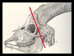 На фотографиях из статьи изображены всего лишь два плохой сохранности черепа кавказских горных козлов (туров).
Альтернативами при самом широком поиске тут могут являться серна и безоаровый козел, но форма их рогов и лобной кости всё же отлична от наблюдаемой на снимке. Видов козлов туров два: западнокавказский Capra caucasica и восточнокавказский Capra cylindricornis (второй частью исследователей считается подвидом первого). Можно поторговаться насчет баранов, но вообще определение по фотографиям фрагментов костей - дело неблагодарное. Учитывая географическое положение Адыгеи, можно ожидать что черепа относятся к западнокавказскому виду (подвиду), но сейчас это особого значения не имеет. 

Рис. 2. Что получилось.
Рис. 2. Что получилось.
У читателя могут возникнуть резонные вопросы: а где зубы и вообще рот? что за странная носопырка? а почему такие глазищи? а почему затылочное отверстие смотрит вниз, как у прямоходящего существа? а не баран ли я сам и не скрываю ли Истину от народа?

Дорогие читатели, не волнуйтесь: все вызывающие вопросы анатомические детали присутствовали у целых черепов, а здесь только задние половины. Рот с зубами, нос и даже глазницы были в пределах рассыпавшейся более хрупкой передней части каждого черепа. То что можно принять за глаза, странный нос и рот является срезами, точнее сломами, внутренних структур черепа. Слом прошел приблизительно по красной линии на рис. 1. На рис. 2 покажу что есть что на получившейся поверхности. 

1 и 1` ("глаза") - это вскрытые пазухи лобной кости, дальше эти полости ведут в том числе в рога, это хорошо видно на левом нижнем срезе томограммы из статьи РГ. Настоящие глазницы видимо по краю затронуты на нижнем черепе. 

2 ("нос") - к носу настоящему отношение, действительно, имеет. Это задний край носовой полости, область решетчатой кости где обонятельные нервы идут в мозг (отмечено на рис. 3). 

3 ("место для рта") - это поверхность основной затылочной кости. За ней находится ствол головного мозга. Есть туда немного проблематично. Отверстия вокруг - это отверстия для черепных нервов, которые можно наблюдать на любом черепе.

4 ("затылочное отверстие прямоходящего существа") - это действительно затылочное отверстие. Соответственно через мозговую полость можно протянуть нитку или проволоку до "носа", наверно излишне напоминать что дышать в мозг вредно для здоровья и поэтому настоящие носы не сообщаются с мозгом. Впечатление вертикальной постановки происходит из-за неверной ориентации фрагмента черепа и из-за некоторой изогнутости оси черепа козлов. 

Рис. 3.
Рис. 3.
Тут может возникнуть еще один вопрос: а почему они одинаково сломались, нет ли тут масонского заговора?

Нет, всё в порядке. Все кости и черепа включительно имеют закономерную структуру, закономерные прочностные характеристики и столь же закономерно разваливаются на начальных стадиях посмертного переноса остатков. Поэтому в десятках музеев по всей России можно увидеть сотни черепов бизонов, сломанных почти под копирку (примерно так), в сборах из самых разных мест будут присутствовать одинаковые затылочные кости лошадей, одинаковые "подбородки" нижних челюстей мамонтов, на одинаковую длину обломанные плечевые кости всевозможных зверей и так далее. 

Отвечать приходится пространно потому, что подобные находки не раз становились объектом мистификаций (и мне кажется, что в своё время приходилось видеть фотографии именно этих черепов). Обычно авторы таких находок активно выдают желаемое за действительное и не принимают никаких аргументов, не знаю как будет на этот раз. 
Ссылка: