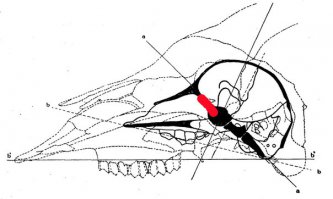На фотографиях из статьи изображены всего лишь два плохой сохранности черепа кавказских горных козлов (туров).
Альтернативами при самом широком поиске тут могут являться серна и безоаровый козел, но форма их рогов и лобной кости всё же отлична от наблюдаемой на снимке. Видов козлов туров два: западнокавказский Capra caucasica и восточнокавказский Capra cylindricornis (второй частью исследователей считается подвидом первого). Можно поторговаться насчет баранов, но вообще определение по фотографиям фрагментов костей - дело неблагодарное. Учитывая географическое положение Адыгеи, можно ожидать что черепа относятся к западнокавказскому виду (подвиду), но сейчас это особого значения не имеет. 

Рис. 2. Что получилось.
Рис. 2. Что получилось.
У читателя могут возникнуть резонные вопросы: а где зубы и вообще рот? что за странная носопырка? а почему такие глазищи? а почему затылочное отверстие смотрит вниз, как у прямоходящего существа? а не баран ли я сам и не скрываю ли Истину от народа?

Дорогие читатели, не волнуйтесь: все вызывающие вопросы анатомические детали присутствовали у целых черепов, а здесь только задние половины. Рот с зубами, нос и даже глазницы были в пределах рассыпавшейся более хрупкой передней части каждого черепа. То что можно принять за глаза, странный нос и рот является срезами, точнее сломами, внутренних структур черепа. Слом прошел приблизительно по красной линии на рис. 1. На рис. 2 покажу что есть что на получившейся поверхности. 

1 и 1` ("глаза") - это вскрытые пазухи лобной кости, дальше эти полости ведут в том числе в рога, это хорошо видно на левом нижнем срезе томограммы из статьи РГ. Настоящие глазницы видимо по краю затронуты на нижнем черепе. 

2 ("нос") - к носу настоящему отношение, действительно, имеет. Это задний край носовой полости, область решетчатой кости где обонятельные нервы идут в мозг (отмечено на рис. 3). 

3 ("место для рта") - это поверхность основной затылочной кости. За ней находится ствол головного мозга. Есть туда немного проблематично. Отверстия вокруг - это отверстия для черепных нервов, которые можно наблюдать на любом черепе.

4 ("затылочное отверстие прямоходящего существа") - это действительно затылочное отверстие. Соответственно через мозговую полость можно протянуть нитку или проволоку до "носа", наверно излишне напоминать что дышать в мозг вредно для здоровья и поэтому настоящие носы не сообщаются с мозгом. Впечатление вертикальной постановки происходит из-за неверной ориентации фрагмента черепа и из-за некоторой изогнутости оси черепа козлов. 

Рис. 3.
Рис. 3.
Тут может возникнуть еще один вопрос: а почему они одинаково сломались, нет ли тут масонского заговора?

Нет, всё в порядке. Все кости и черепа включительно имеют закономерную структуру, закономерные прочностные характеристики и столь же закономерно разваливаются на начальных стадиях посмертного переноса остатков. Поэтому в десятках музеев по всей России можно увидеть сотни черепов бизонов, сломанных почти под копирку (примерно так), в сборах из самых разных мест будут присутствовать одинаковые затылочные кости лошадей, одинаковые "подбородки" нижних челюстей мамонтов, на одинаковую длину обломанные плечевые кости всевозможных зверей и так далее. 

Отвечать приходится пространно потому, что подобные находки не раз становились объектом мистификаций (и мне кажется, что в своё время приходилось видеть фотографии именно этих черепов). Обычно авторы таких находок активно выдают желаемое за действительное и не принимают никаких аргументов, не знаю как будет на этот раз. 
Ссылка: