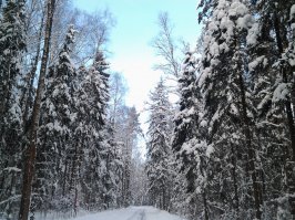 А вот подмосковье, вчера фотографировал