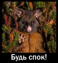 35 забавных поссумов и опоссумов