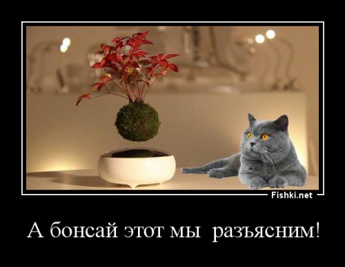 Летающие деревья бонсай: волшебство теперь можно купить