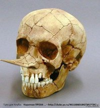 Мифы об эволюции