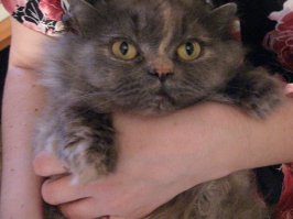 А моя любит чипсы, сухарики, сгущеное молоко и конфеты "Коровка"...Жесть вообще... Ей 9 лет