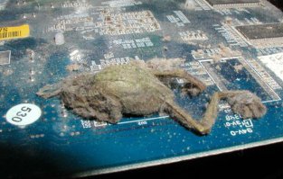 ну ладно, мухи, тараканы, ну допускаю ещё мышей, но откуда ЭТО??: