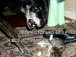 10 собак, которые понятия не имеют, откуда взялся весь этот беспорядок