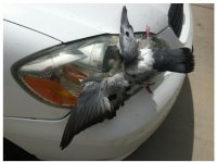 Застрявшие в текстурах 