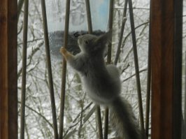У меня такая на балкон постоянно из леса приходят на завтраки и обеды ).
