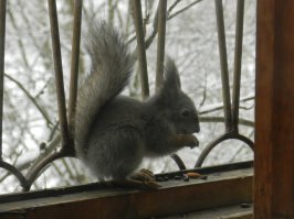 У меня такая на балкон постоянно из леса приходят на завтраки и обеды ).