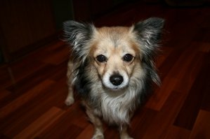 Это мои звери. И работу ветиринара я каждый день делаю (кормлю, убираю, иногда мою, иногда стригу, гуляю, ну и по башке иногда даю)