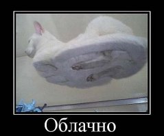 Коты и кошки, взгляд снизу 