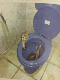 Очковая кобра