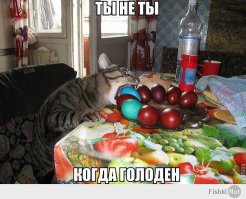 Коты, намеревающиеся съесть все новогодние сладости