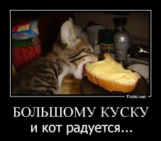 Коты, намеревающиеся съесть все новогодние сладости