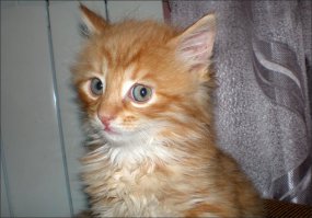 Про кота Рыжика
