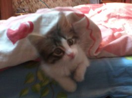 Я тоже своего от собак спас! На ладошке умещался!Тимоша звать