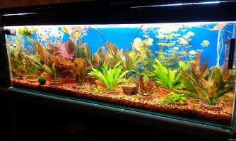 Я не хочу обидеть автора но аквариум с искусственными растениями смотрится убого. Вот мой домашний травник.