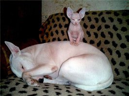 Пост про сильных и независимых мужчин