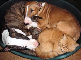 Пост про сильных и независимых мужчин