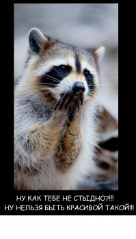 Интернет влюбился в енотовую собаку по кличке Тану