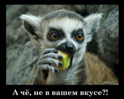 Интернет влюбился в енотовую собаку по кличке Тану