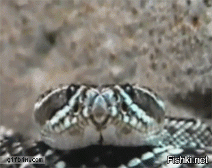 Крошечная змея делает свой первый глоток воздуха после появления на свет