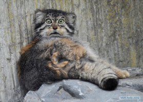 Про кота Рыжика