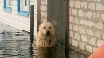 это не по шею )))