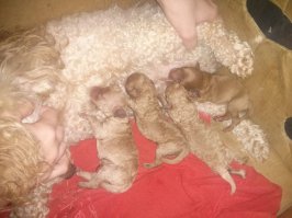 Мои Персик и Дюша и иногда,что получается!