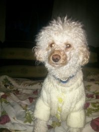 Мои Персик и Дюша и иногда,что получается!