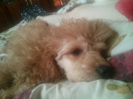 Мои Персик и Дюша и иногда,что получается!