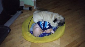 А это два моих жопашника