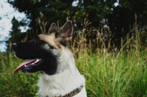 Домашние любимцы ФИШКЯН