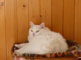 49 котов в нелепых и смешных позах