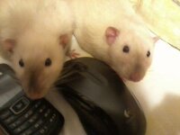 Мои крысяки. Мелкий и Толстый.