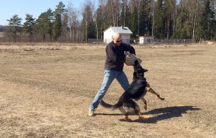 Даа... Обученная собака, это вещь. Мне вот тоже тут всё рассказывают по округе, то про нарков-грабителей, то про узбеков-насильников, а я хожу-брожу в темное время суток, хоть бы одного встретить, так нет ведь. Как будто зря тренировал... 
Цыган, правда, у нас нет.