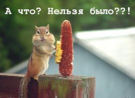 55 фотографий лакомящихся животных, которые поднимут вам настроение 