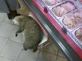 49 котов в нелепых и смешных позах