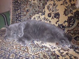 Спящий режим