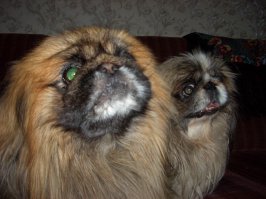 Вот наша банда