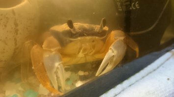 Пресноводный радужный краб Станислав.