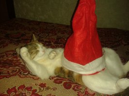 Моя Ириска
