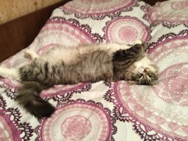 Кокка Юсс Мохнатый Зад