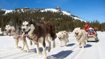 Бензин не жрут и соляру тоже! ценят дружбу и куда угодно довезут!!!
